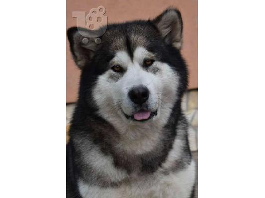 Κουτάβια malamute της Αλάσκας
